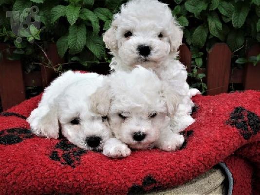 PoulaTo: bichon frize